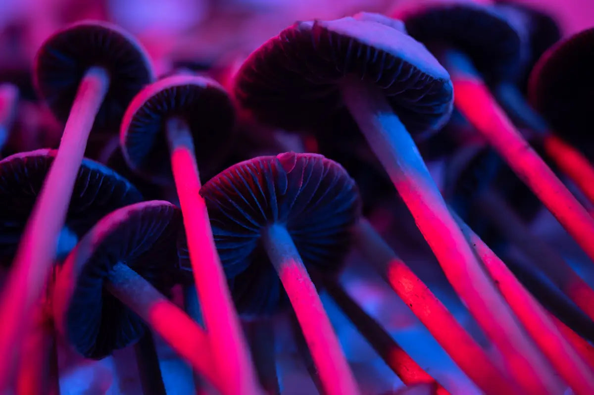 Do Mushrooms Need Light to Grow?