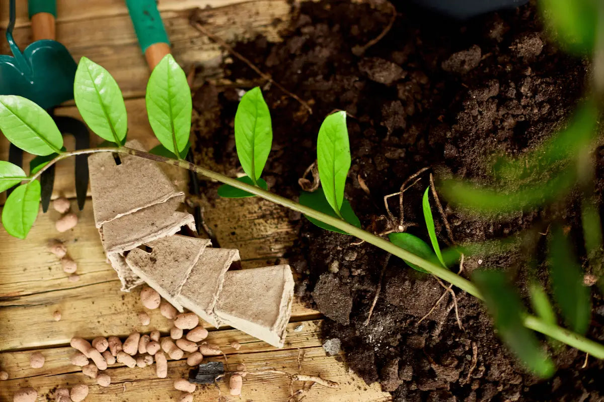 How Do Plants Get Nutrients?